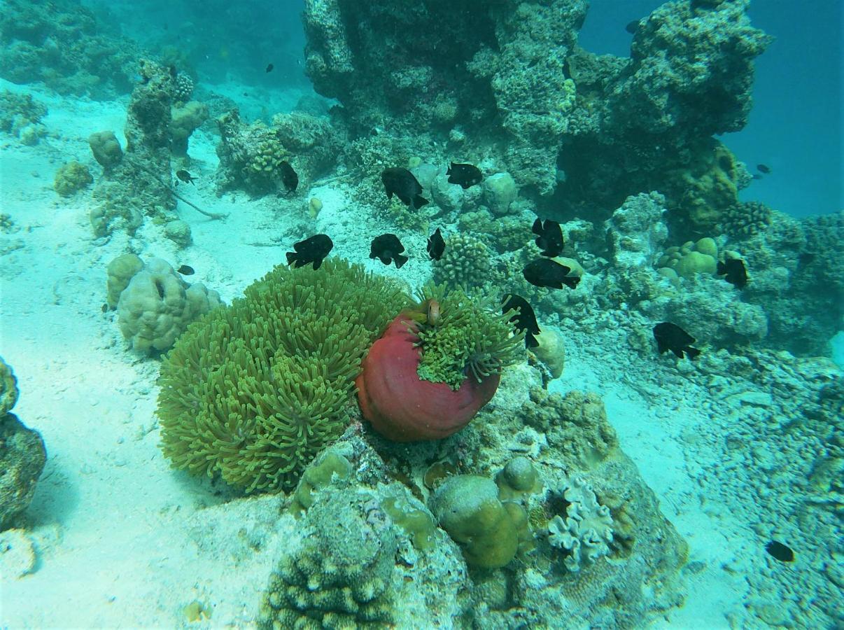 One The Island Hotel Naifaru Eksteriør billede
